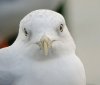 Ring-billed Gull at Westcliff Seafront (Steve Arlow) (53688 bytes)
